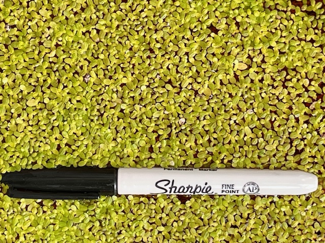 Petit Duckweed (Lemna minor)